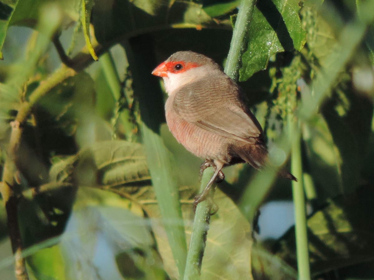 Астрильд смугастий - ML644657115