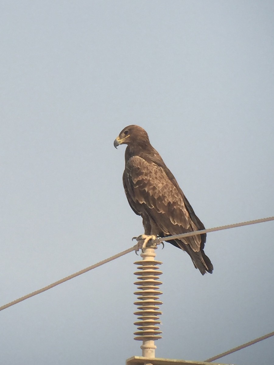 ソウゲンワシ - ML644657118