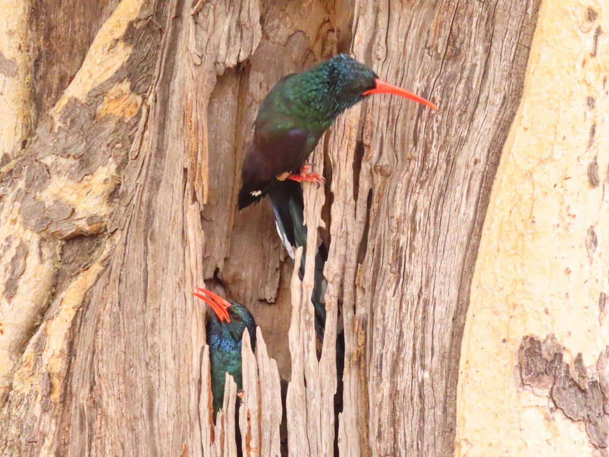 Green Woodhoopoe - ML644657123