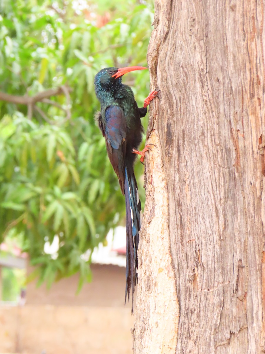 Green Woodhoopoe - ML644657124