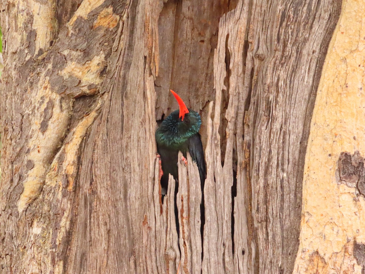 Green Woodhoopoe - ML644657125