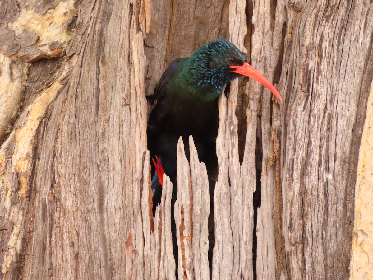 Green Woodhoopoe - ML644657126