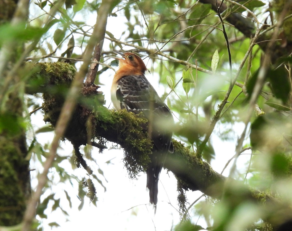 Pavonine Cuckoo - ML644657130