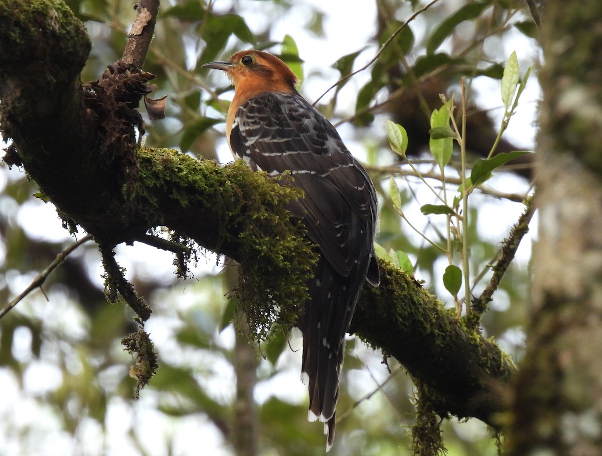 Pavonine Cuckoo - ML644657131