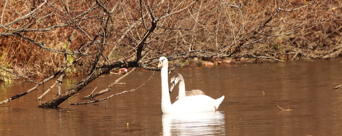 Лебідь-шипун - ML644657133