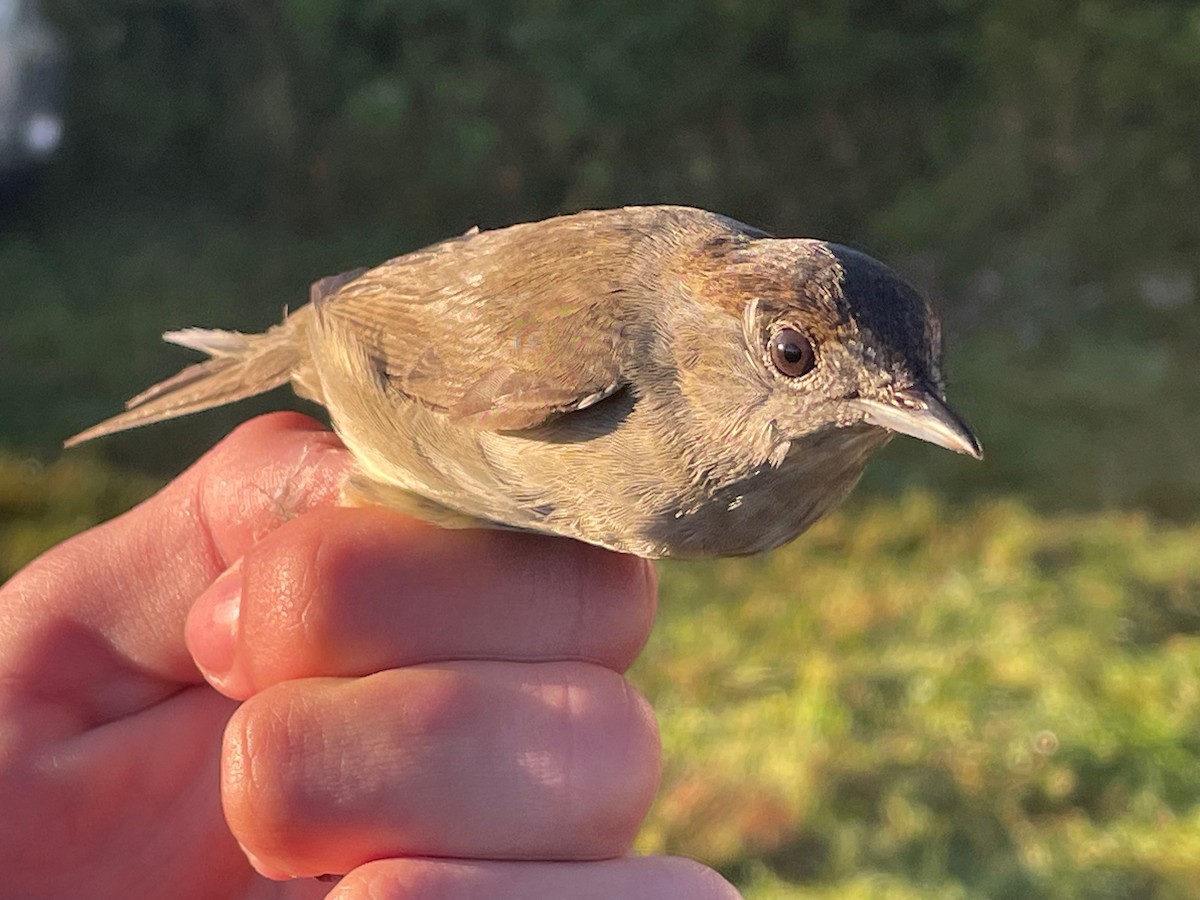 Txinbo kaskabeltza - ML644657134