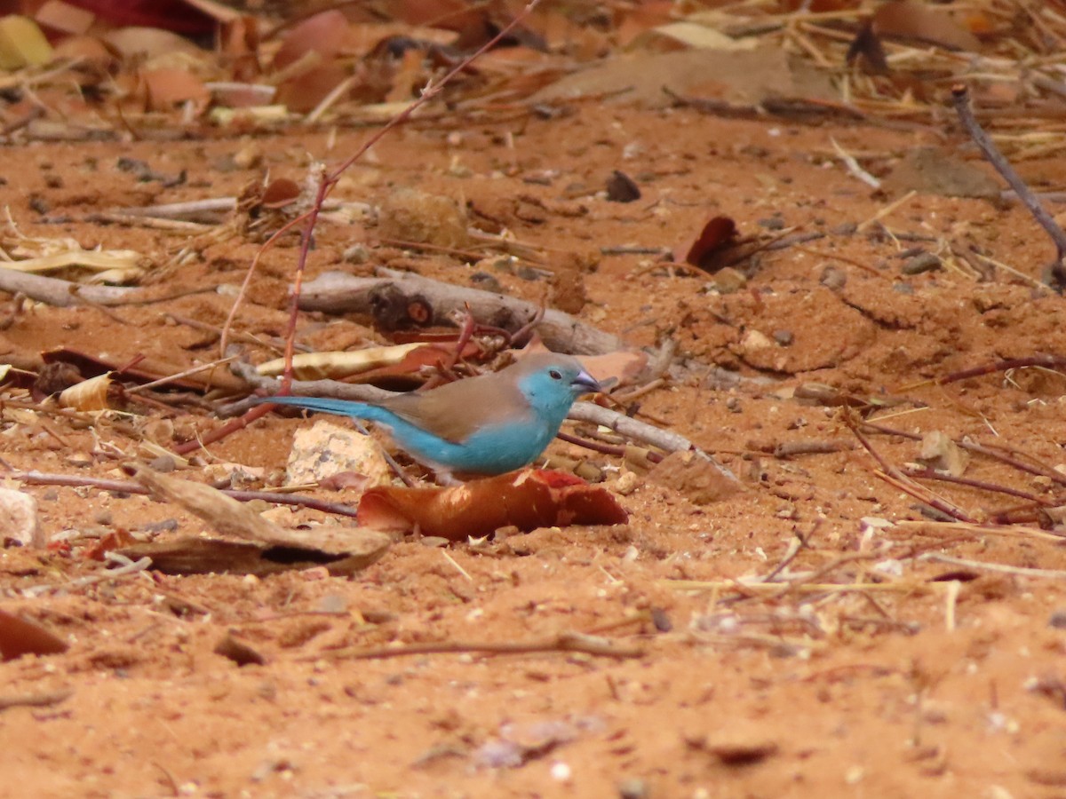Southern Cordonbleu - ML644657139