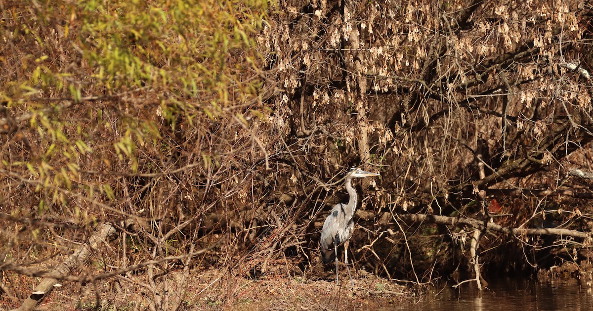Great Blue Heron - ML644657140
