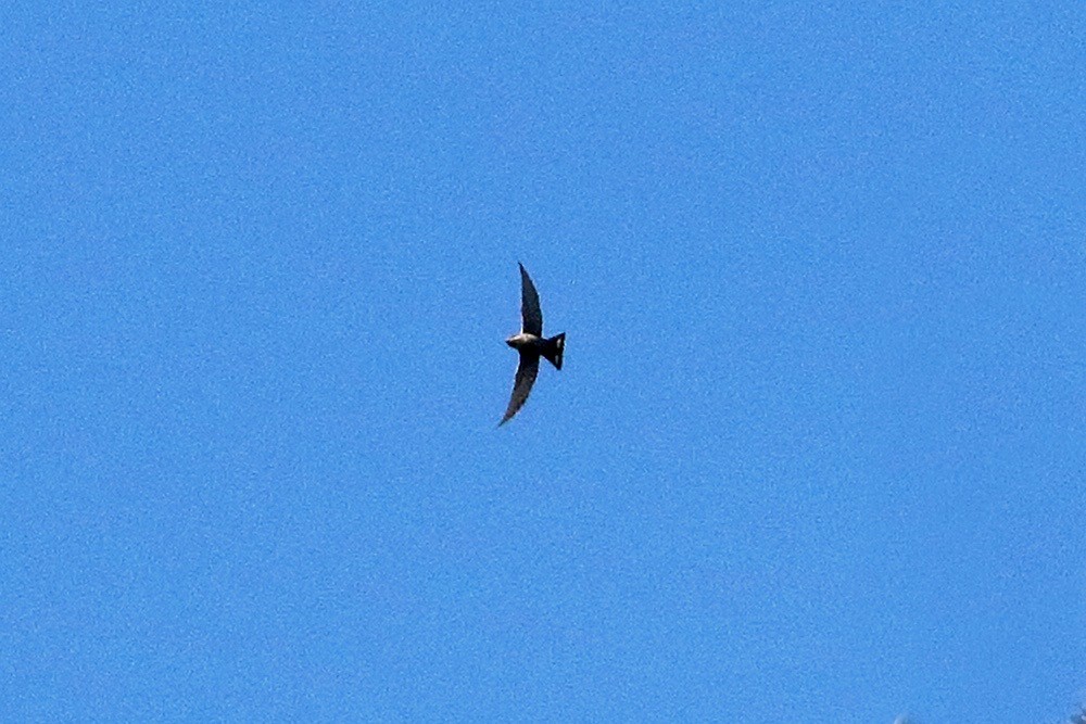 Харагчин хараацай - ML644657141