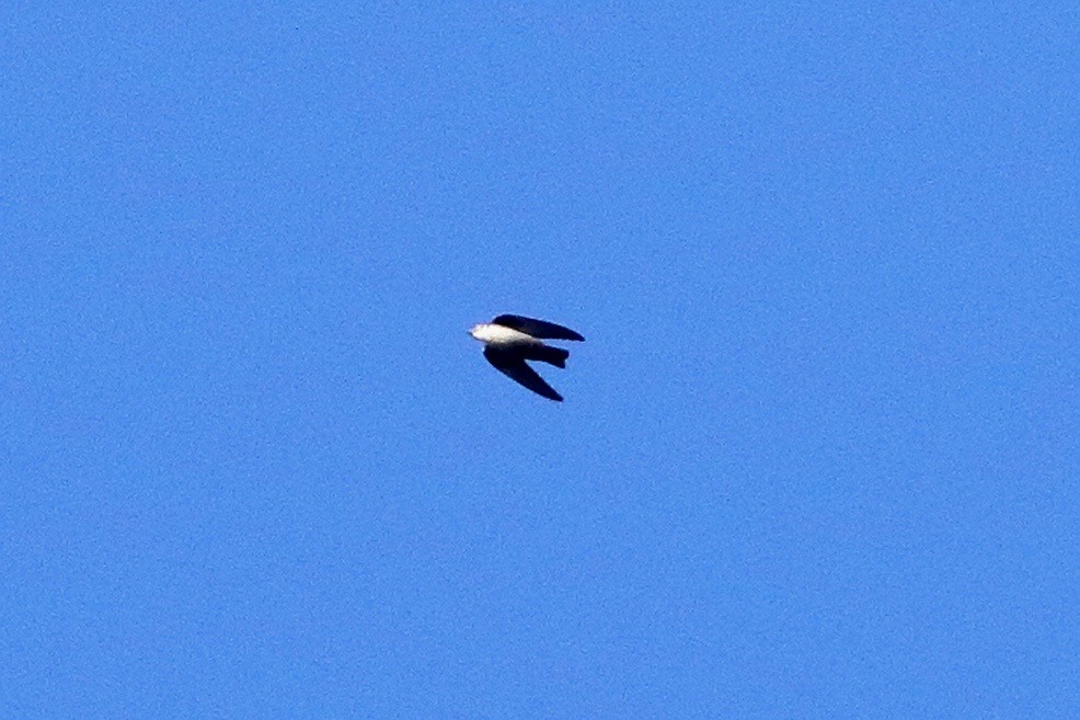 Харагчин хараацай - ML644657143