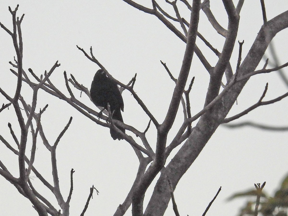 Melodious Blackbird - ML644657148