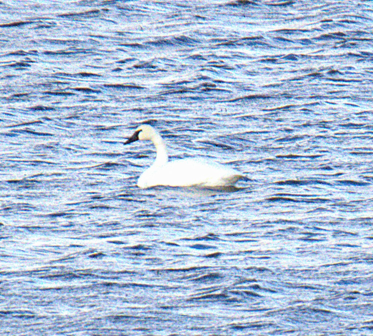 Trumpeter Swan - ML644657150