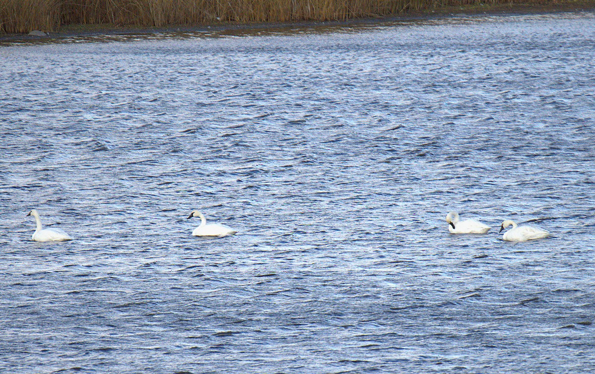 Trumpeter Swan - ML644657152