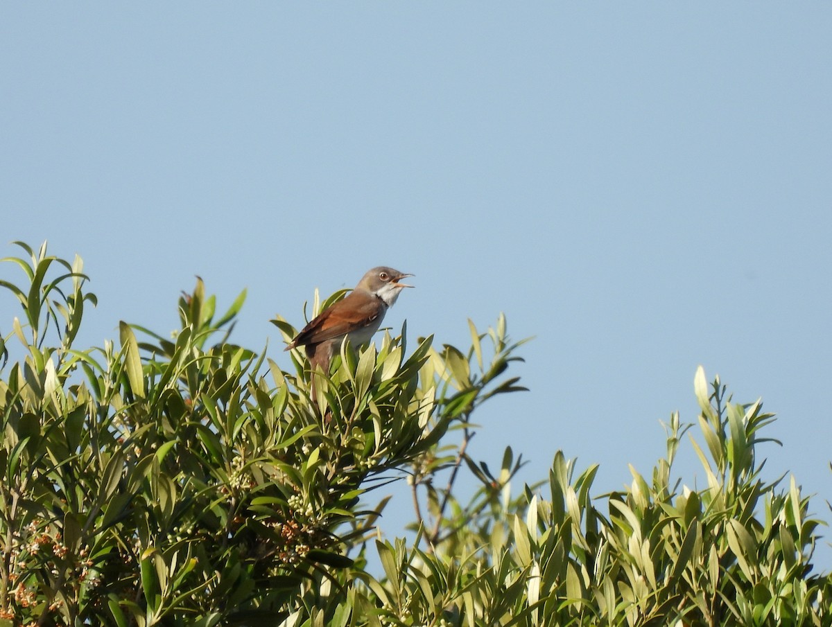 Sterpazzola - ML644657157