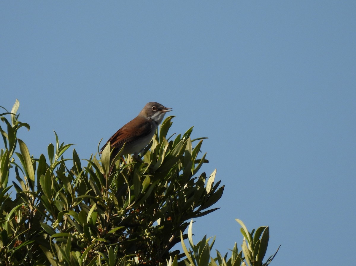 Sterpazzola - ML644657158