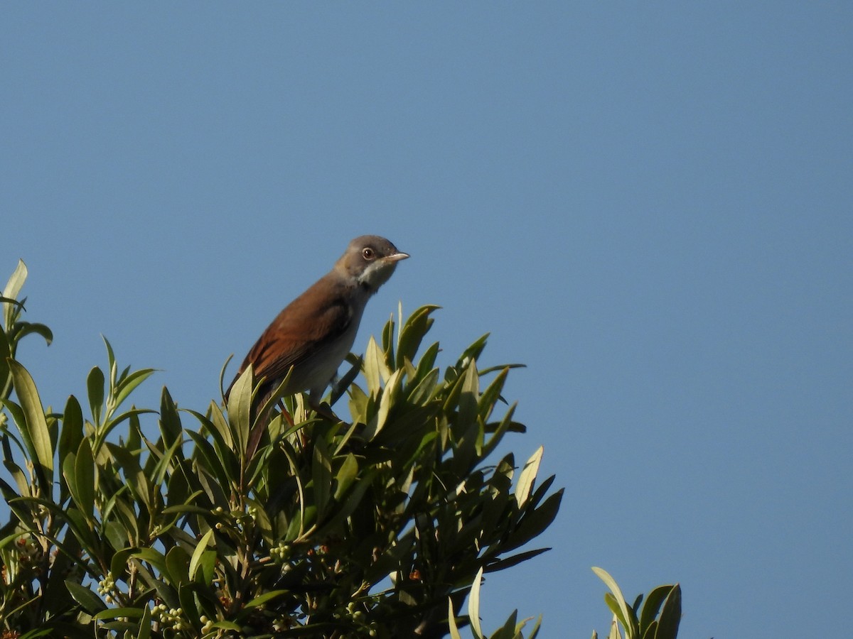 Sterpazzola - ML644657159