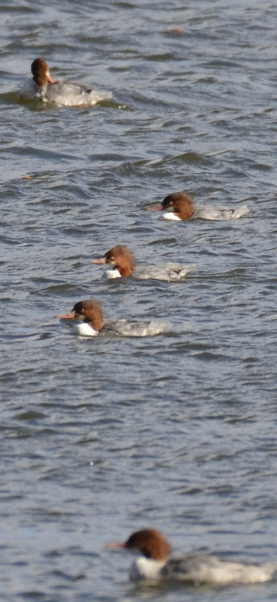 Zerra handia - ML644657163