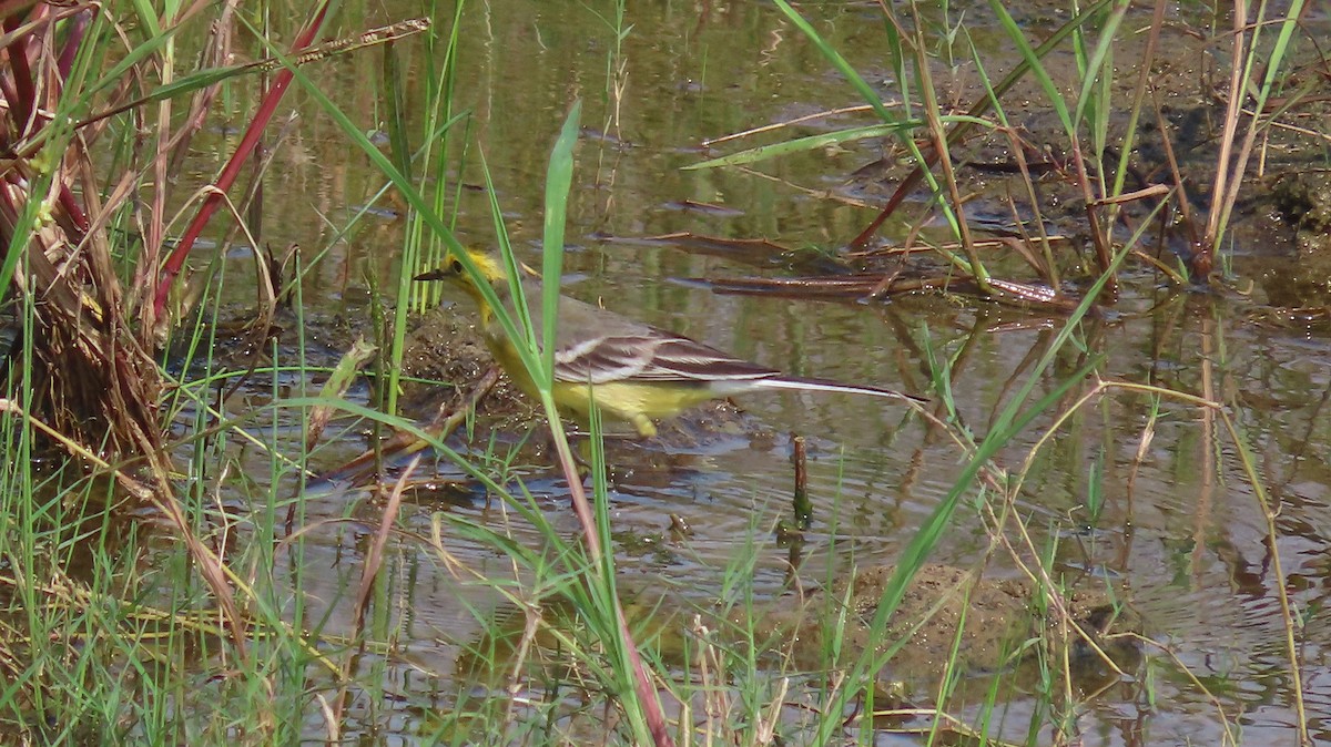 黃頭鶺鴒 - ML644657171