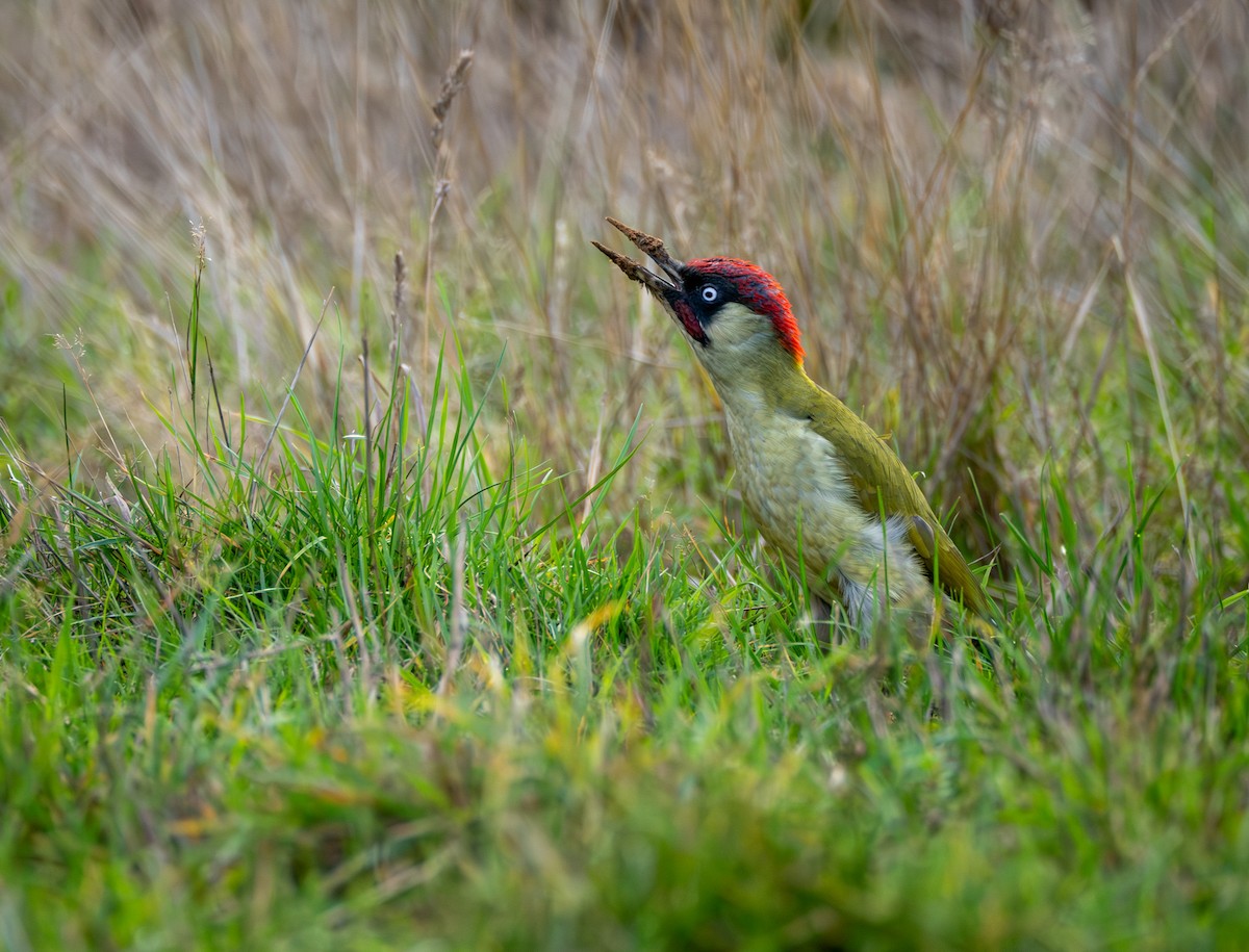 žluna zelená - ML644657178