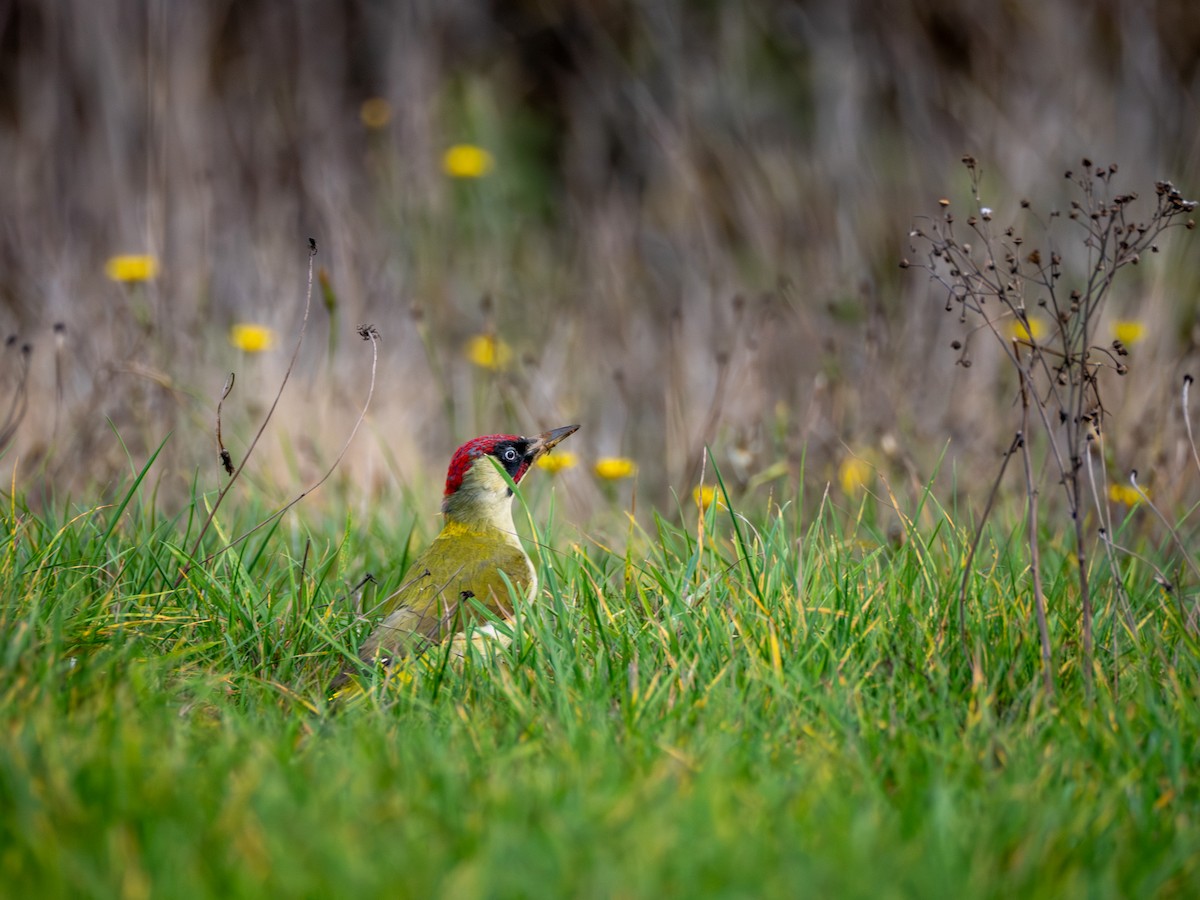 žluna zelená - ML644657180