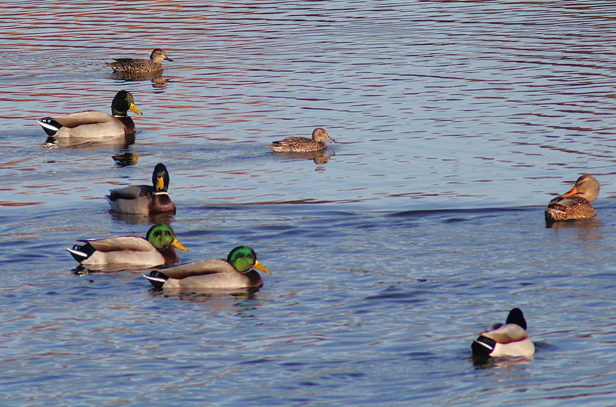 Зэрлэг нугас - ML644657185