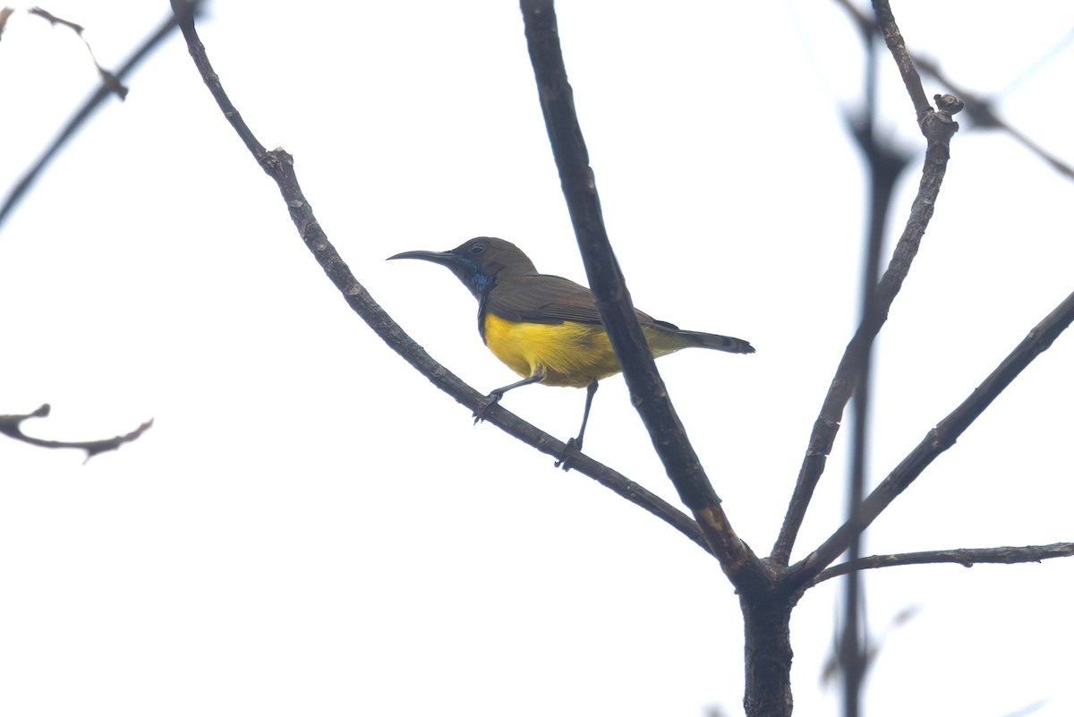 Tukangbesi Sunbird - ML644657188