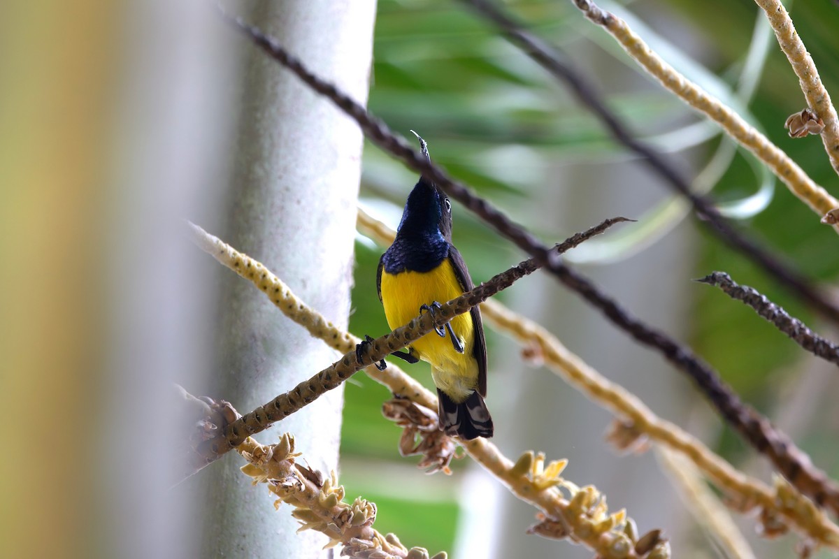 Tukangbesi Sunbird - ML644657192