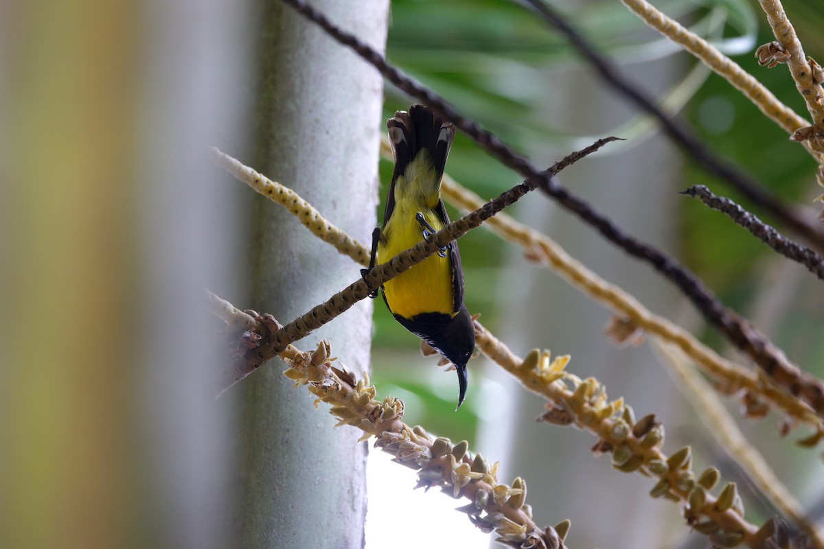Tukangbesi Sunbird - ML644657194