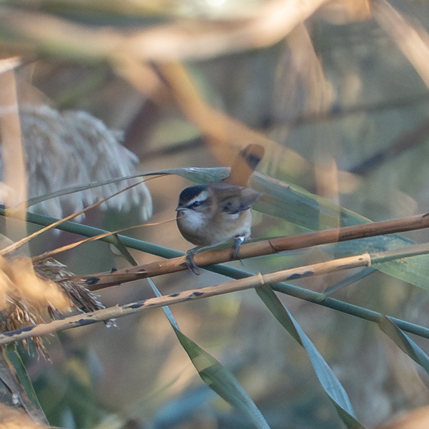 Moustached Warbler - ML644657205