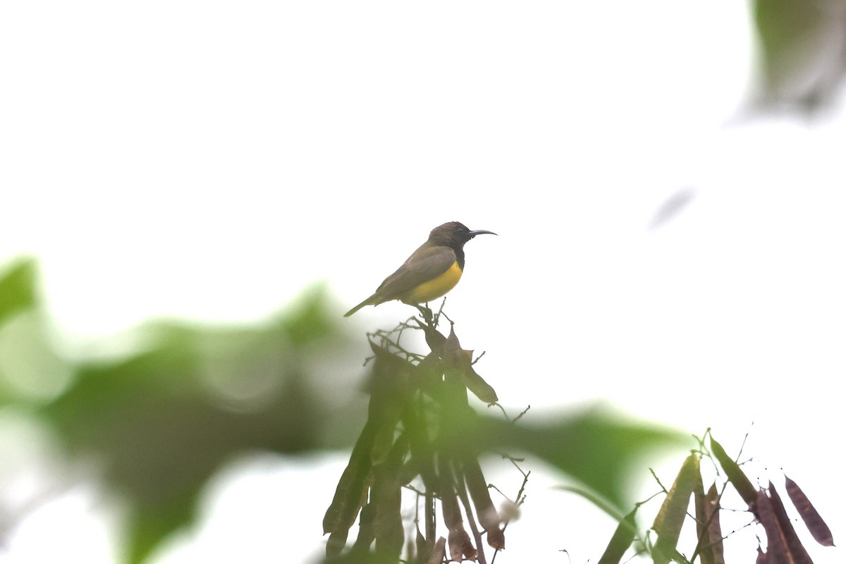 Tukangbesi Sunbird - ML644657206