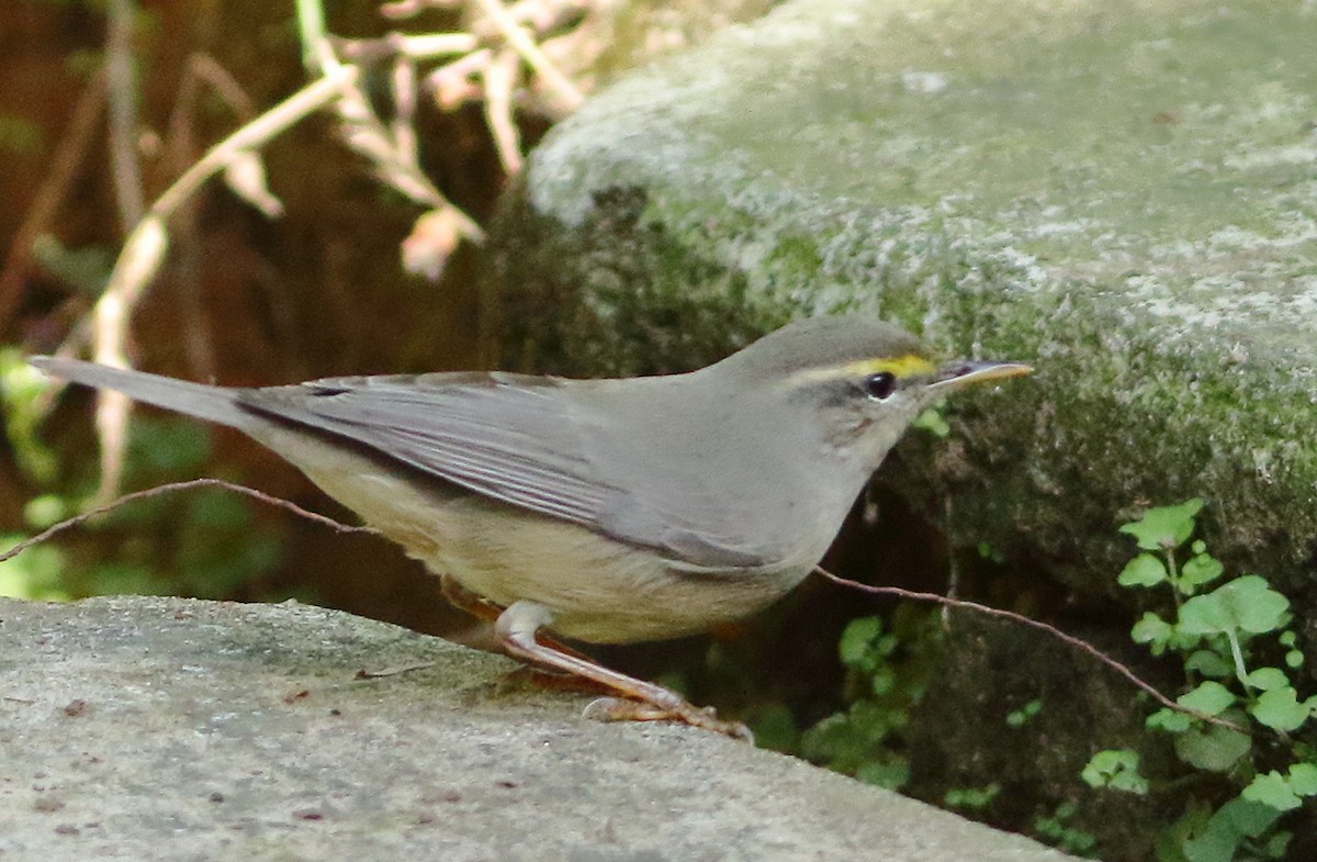 Хасаг дууч шувуу - ML644657207