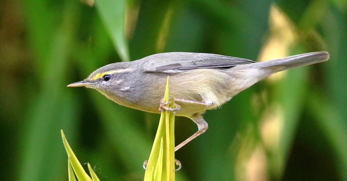 Хасаг дууч шувуу - ML644657208