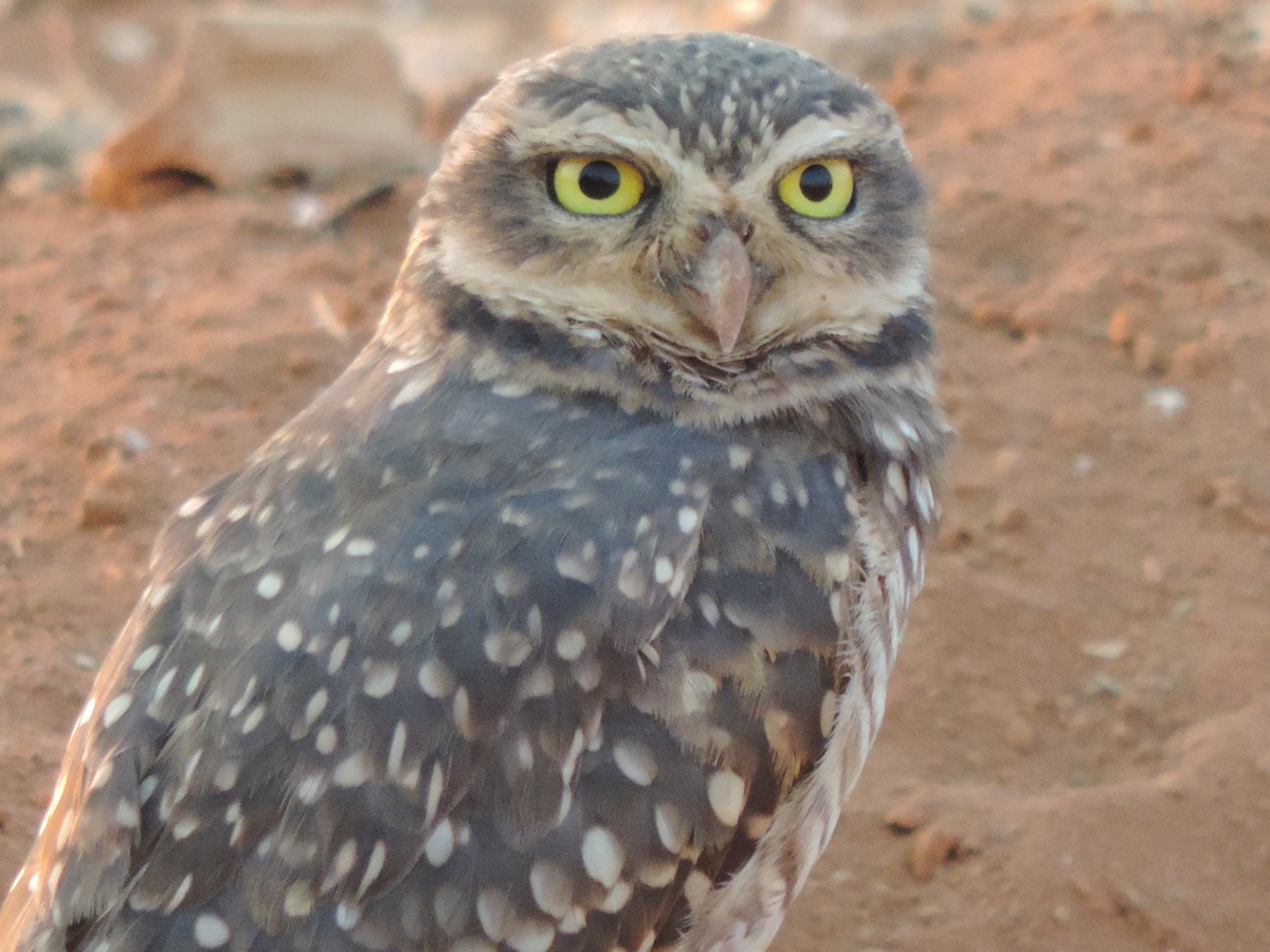 Burrowing Owl - ML644657209