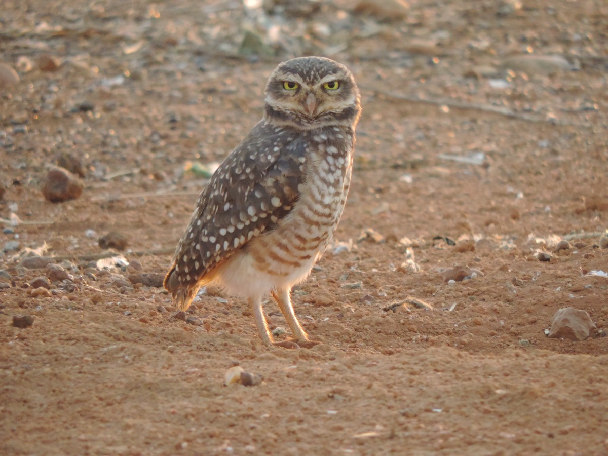 Burrowing Owl - ML644657210