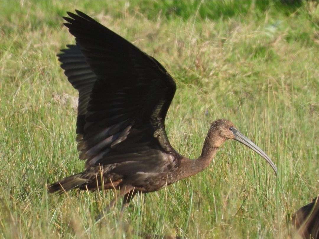 מגלן חום - ML644657213