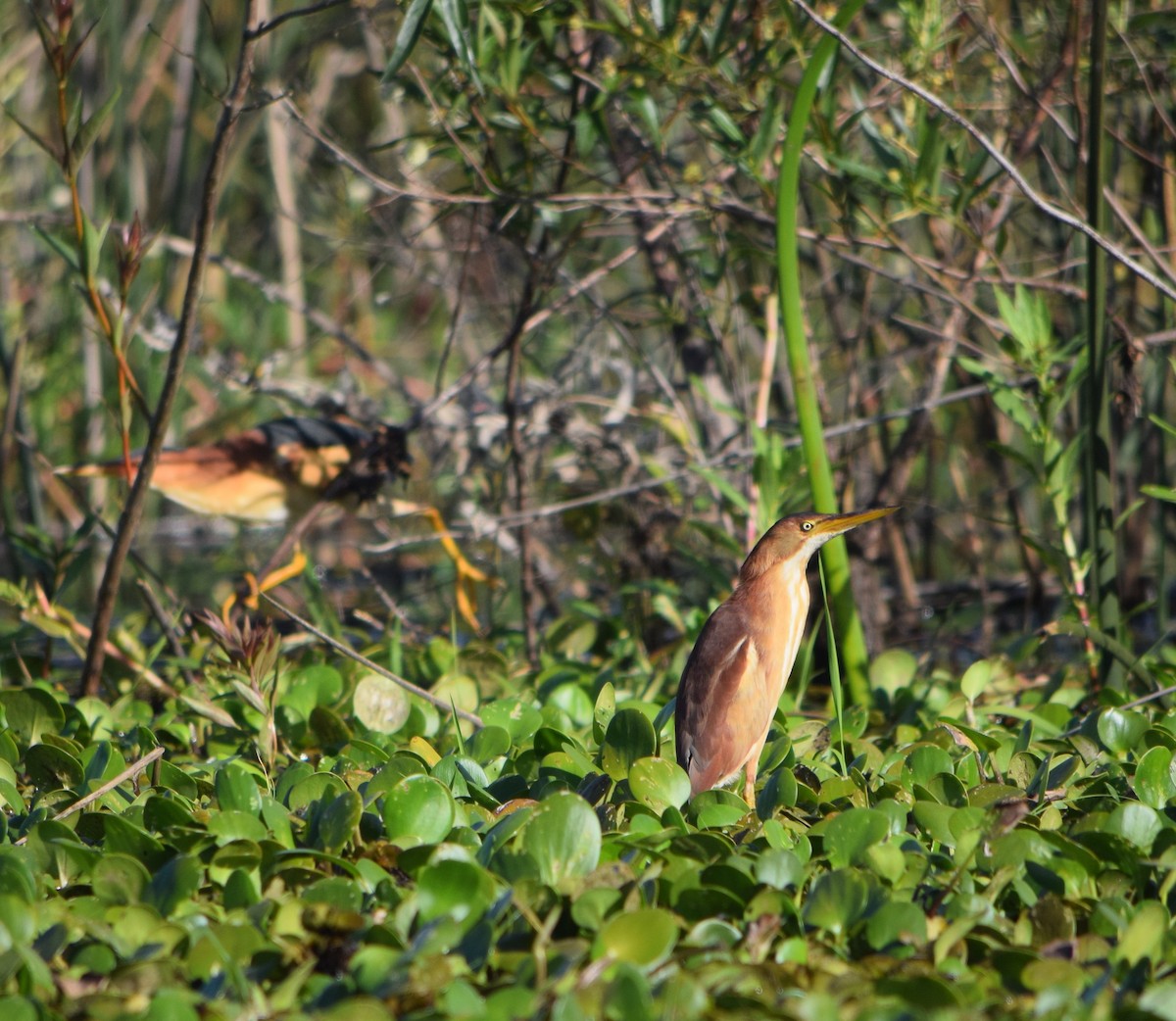 Least Bittern - ML644657216