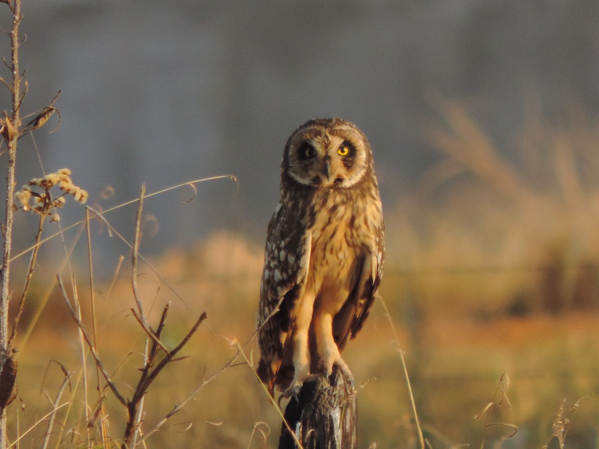 Zingira-hontza - ML644657217