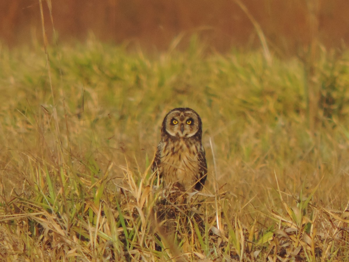 Zingira-hontza - ML644657218