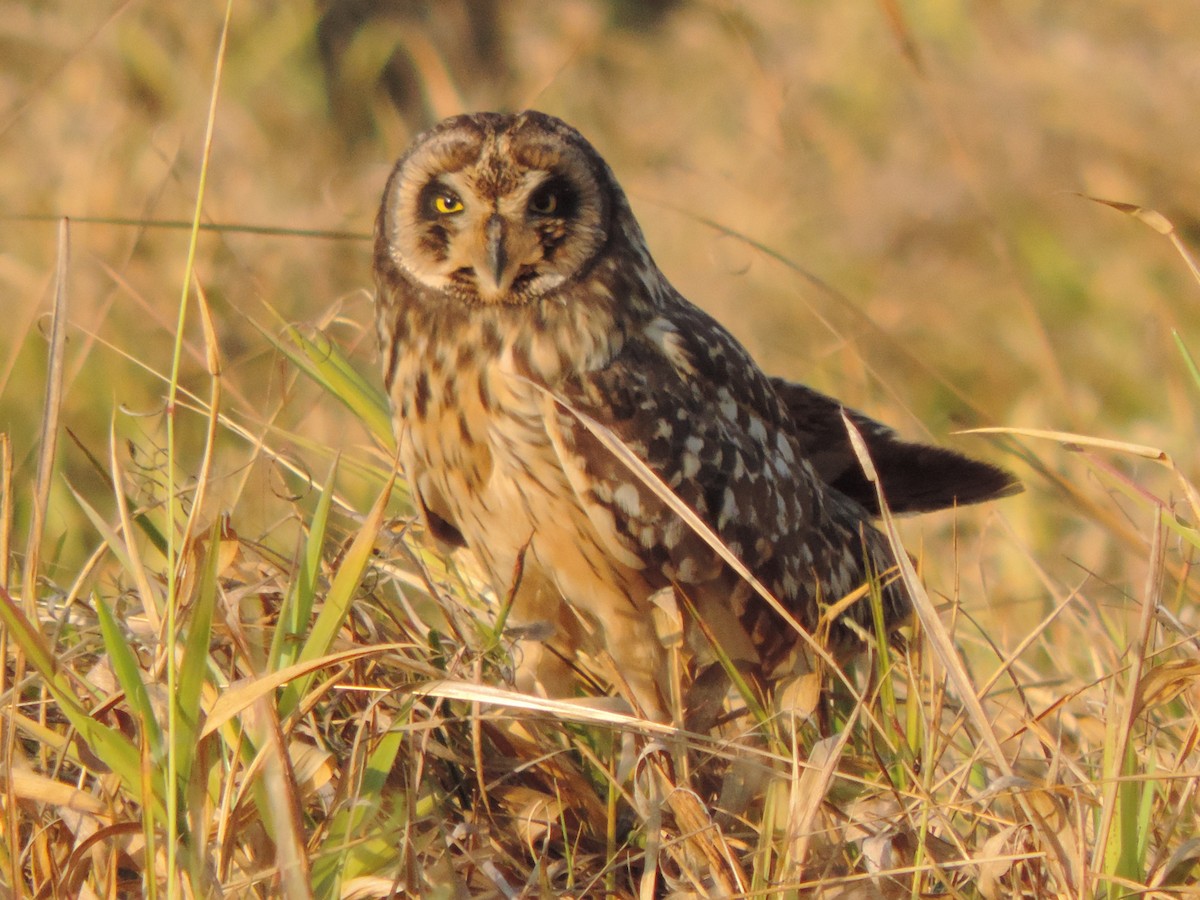 Zingira-hontza - ML644657219