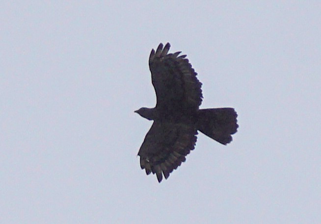 Crested Serpent-Eagle - ML644657220
