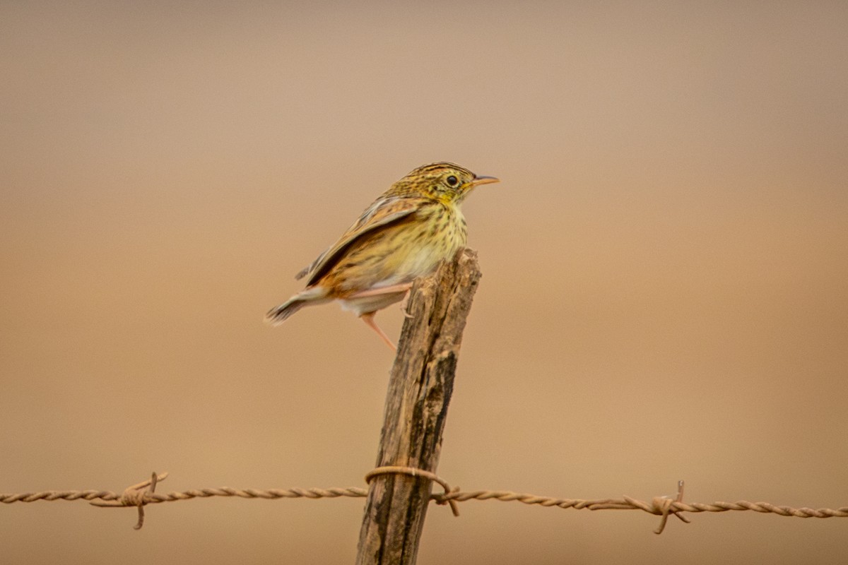 Cloud Cisticola - ML644657222