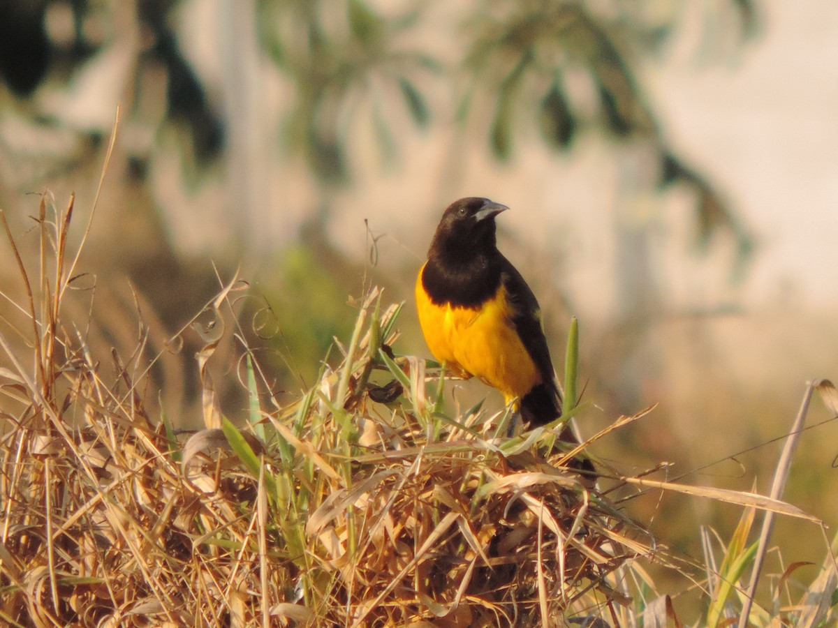 Yellow-rumped Marshbird - ML644657223