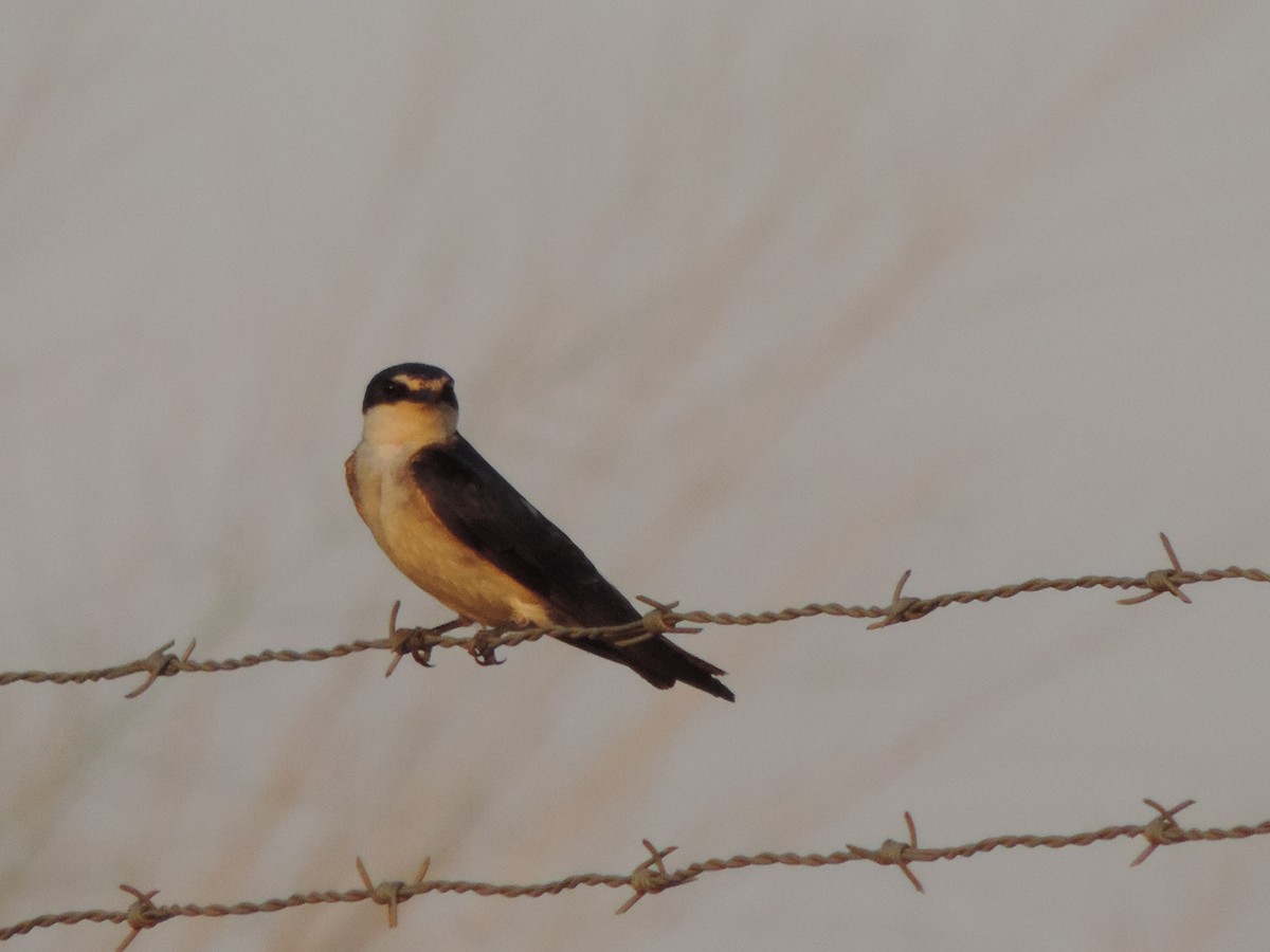 White-rumped Swallow - ML644657224