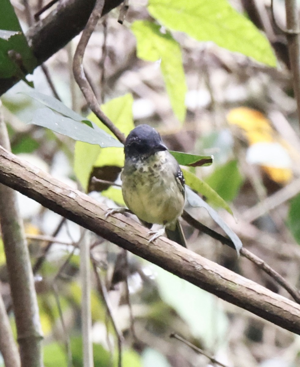 Spot-breasted Antvireo - ML644657225