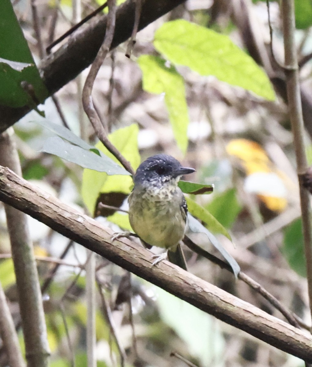 Spot-breasted Antvireo - ML644657226