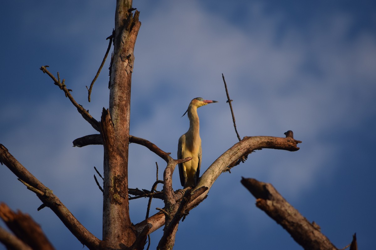 Чапля-свистун - ML644657227