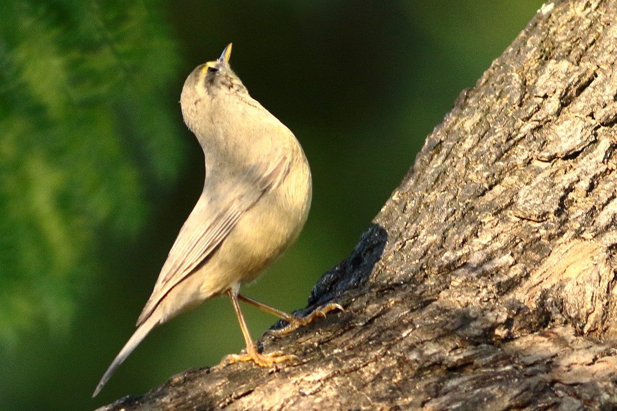 Txio pamirtarra - ML644657229