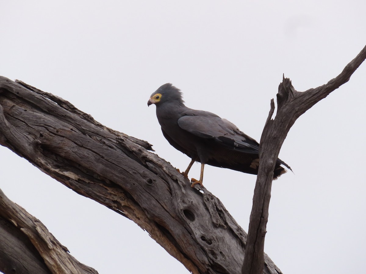 African Harrier-Hawk - ML644657230