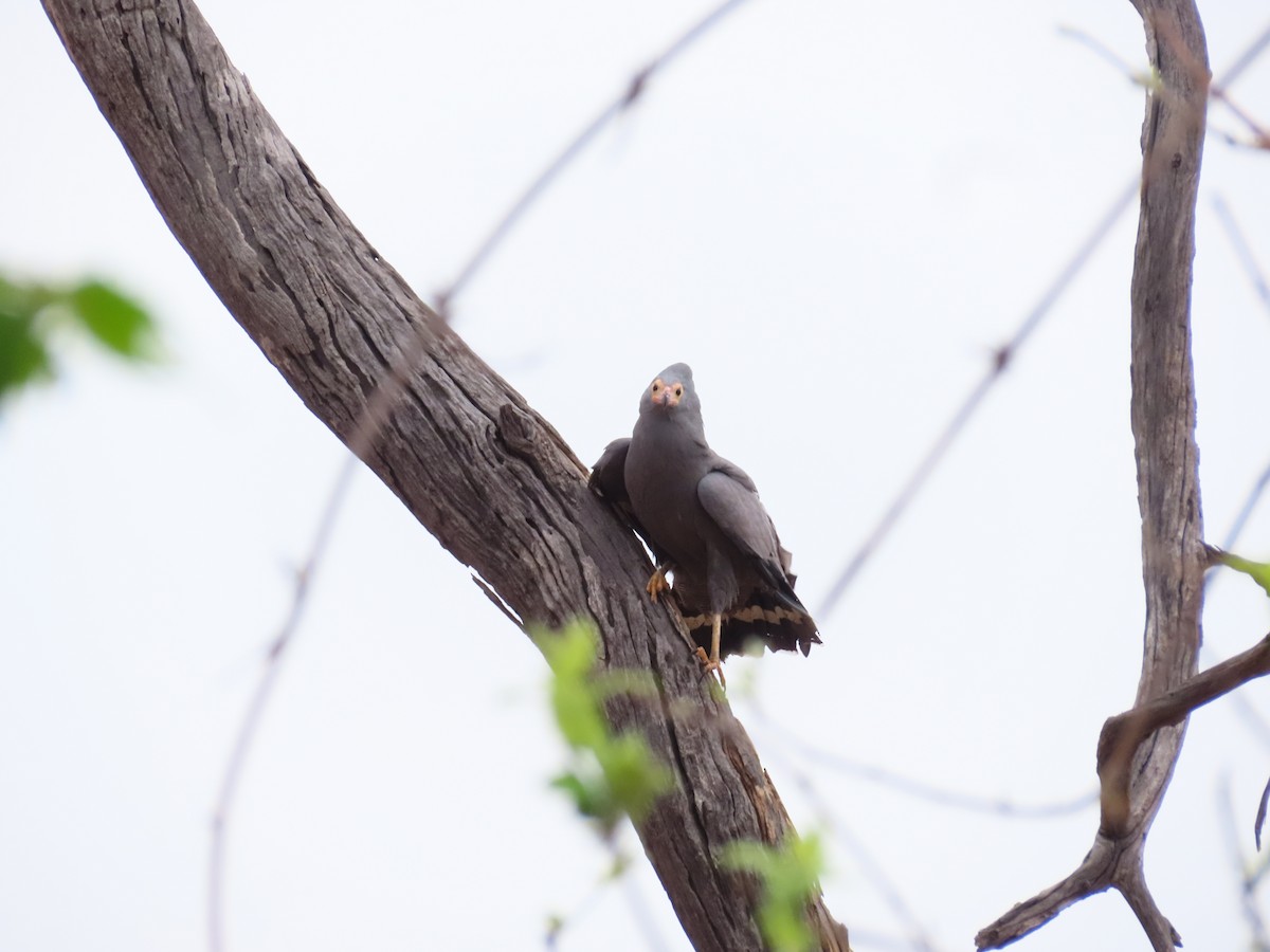 African Harrier-Hawk - ML644657231