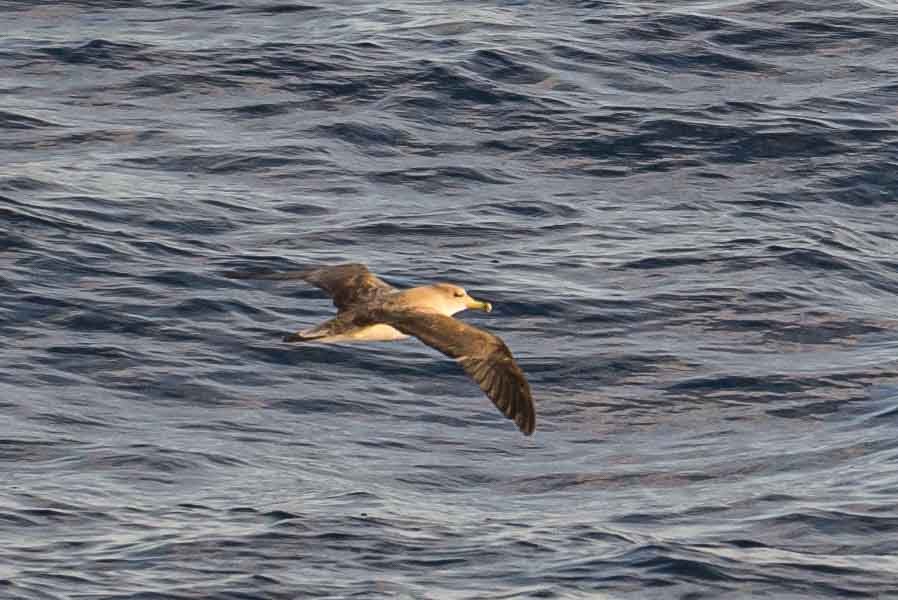 Gabai arre mediterraneoa - ML644657232